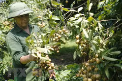 Vietnam works to boost longan exports to China 