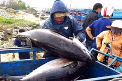 Egypt emerges as promising market for Vietnamese canned tuna
