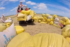 Opportunity for Vietnam to export rice to Australia