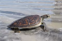 Largest ever number of nests of rare sea turtles found in Thailand