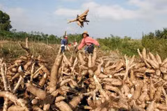 ADB approves loans worth 70 million USD for Cambodia’s agriculture