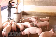 Vietnam imports pigs from Thailand