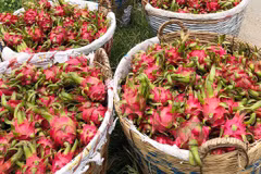 Long An exports 50 tonnes of dragon fruit by sea a day