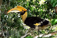 Organisation calls for end to commercial farming of endangered wildlife