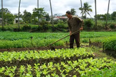 HCM City pilot to build temporary structures on agricultural land