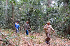 Binh Phuoc tightens forest protection in dry season