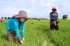 Agricultural industry to account for 32 percent of Cambodia’s GDP 