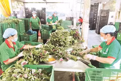HCM City promotes development of collective economy