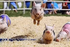 Racing pigs on fire on racetrack