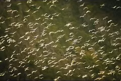 Hai Duong moves to protect stork flocks