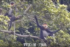 Quang Nam works to improve endangered langurs’ habitat