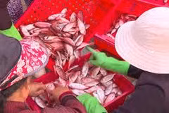 Vietnam sees chance for IUU yellow card to be rescinded 