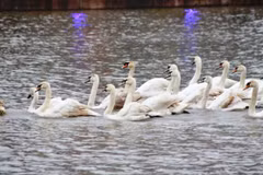 Swans beautify Hai Phong’s upcoming pedestrian street 
