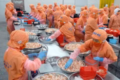 Work starts on high-quality breeding shrimp farm in Soc Trang 