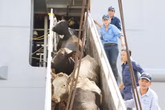 Vinamilk imports over 2,000 cows from US