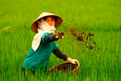 Vietnam wastes at least 1 billion USD yearly on over fertilisation
