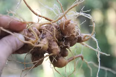 Ginseng festival to be held in Quang Nam