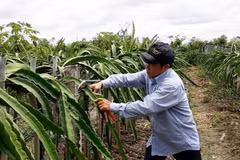 Experts urge expanded cultivation of fruits for export