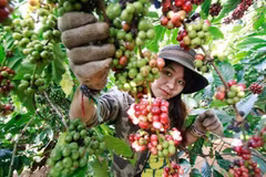First Vietnamese Coffee Day feted