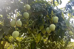 Vietnam’s northern province to export mangoes to Australia 