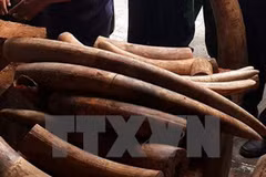 Man imprisoned for illegally transporting ivory 