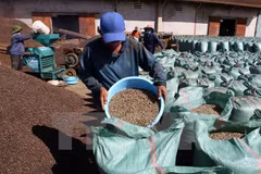 Brazil to import robusta coffee from Vietnam 
