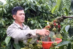 Central Highlands to cut coffee cultivation area