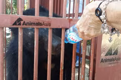 Animals Asia takes care of more captive bears 