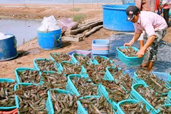 Shrimp, coffee, ginseng added to national products list