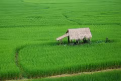 Thai jasmine rice crowned best in world for flavour for fifth time