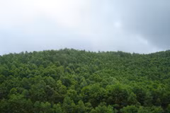 Vietnam targets 42 percent forest coverage by 2020