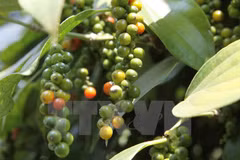 Vietnam’s pepper products to be traded on VNX