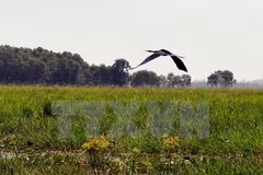 Site support groups prove useful for bird conservation