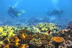 Vietnam’s sea accommodates 1,100 sq.km. of coral reefs