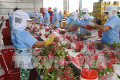 More Vietnamese dragon fruits shipped to Australia