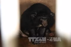 Six Tibetan bears in Binh Duong rescued 