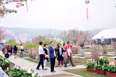 Cherry-yellow apricot blossom festival to open in Quang Ninh 