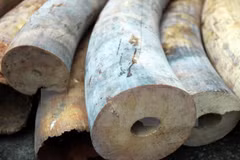 Customs at Tan Son Nhat airport seize products from elephant tusks