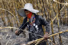 Thailand sugar production rises
