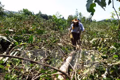 Halt proposed to projects linked to forest land use change in Phu Yen