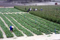 Green trees help Ha Tinh province move on