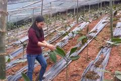 Herbal plant preservation yields large profit