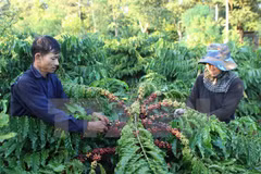 Dak Lak promotes sustainable coffee production