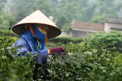Thai Nguyen spends big to promote tea trade mark