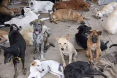 Thailand aims to eliminate rabies by 2020