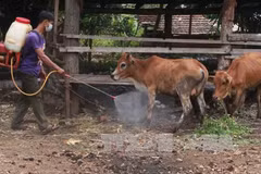 Vietnam to produce foot-and-mouth disease vaccines next year