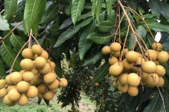 Son La province to export longan to US