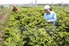 Dutch company plans vegetable seedling centre in Ha Nam