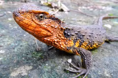 115 species found in Indo-China: WWF