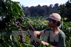 Lam Dong looks to develop local coffee brand 